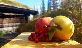 Tyttebærsyltetøy med epler